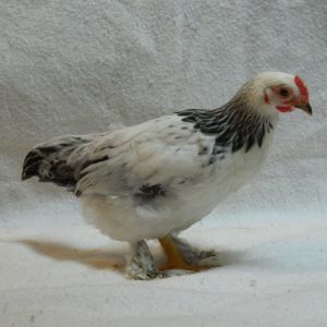Brahma pullet, 8 weeks old