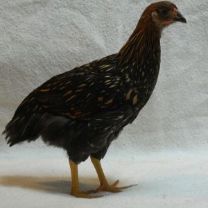 Golden laced wyondotte, 8 weeks old