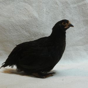 Black Austroloff, 8 weeks old