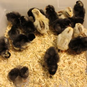 Chicks hatched  for the April 2016 hatchalong and 3 hatched on May 1st.