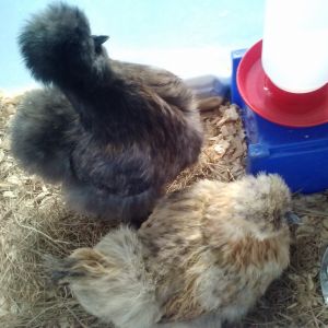 My Silkie Hen, Fawn, And Her Sibling My Silkie Hen, Bear