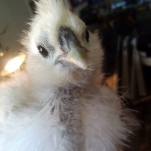 My Old Silkie Chick I Used To Own And Have, Polar