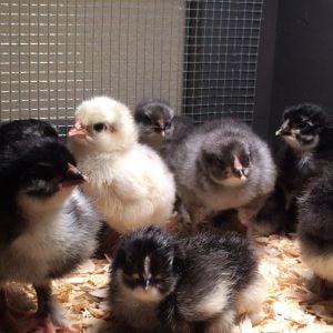 BBS / BCM CHICKS HATCHED 4/20/16