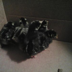 My new babies.... Silver lace Wyandotte's.... My new favorite breed
