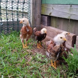 My little girls free ranging