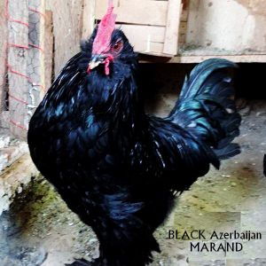 Azerbaijan 
gara xoruz 
marand
rare ploutry