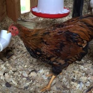 My bantam rooster (12 weeks old)- a golden laced wyandotte bantam I believe.
