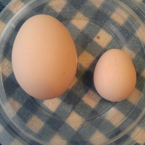 The egg on the left is from my R.I.R. and the one on the right is from my scissor beak Showgirl.  This is my scissor beak Showgirl's first egg - laid on 4/28/16.