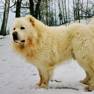 gafgaz coban iti 
Azerbaijan mountian dog