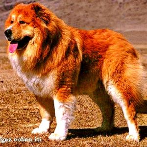 Azerbaijani Shepherd Dog 
georgi simba