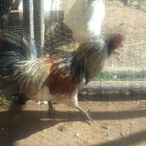 This is my blue Wheaton Ameraucana rooster, Farkle. I'm cross breeding him to my Salmon Faverolles pullets.