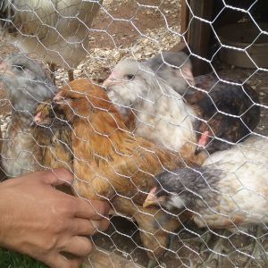 These are my 2 month old Ameraucana  (Easter Egger) Pullets.