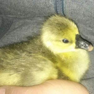 Pied Chinese Gosling