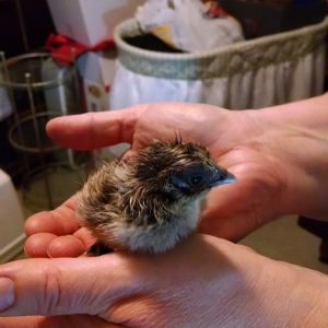 easter egger mixed with silkie
