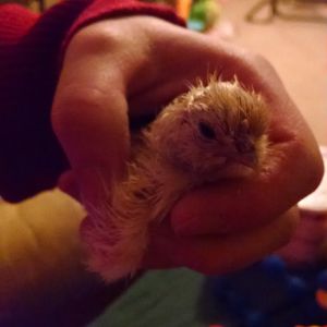 Rhode Island mixed with silkie