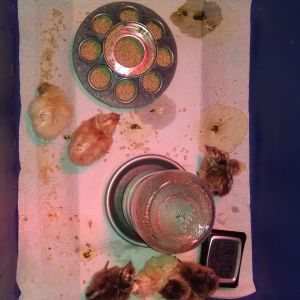 4 easter egger/silkie mix and 2 rhode island/silkie mixes hatched. we lost one of the RR/silkies mixes 24 hrs after it hatched.