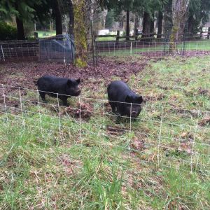 We got a mobile electric fence. The pigs are enjoying moving around once a week.