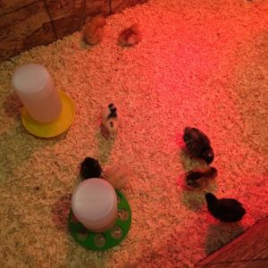 All eight girls in their new brooder we built.
