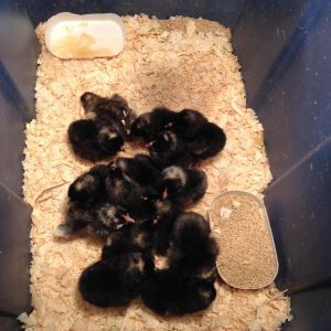 15 out of 17 eggs that hatched on Saturday, barred rocks