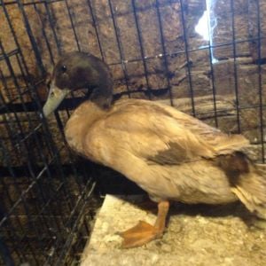 Purebred khaki campbell drake, bought at a poultry show and sale in Ontario Canada and brought back for me to New Brunswick by a buddy of mine.