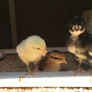 Sophia, Hazel, and Cutie just saying hello.