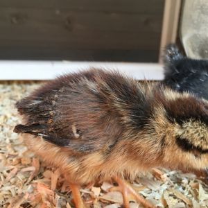 Hazel, my daughter's Leghorn hen.