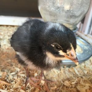 Cutie, my youngest daughter's Barred Plymouth Rock hen.