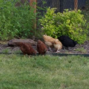 Part of the flock, about 6 weeks old.  2 RIR, 2 Buff Orpington, 1 Black Australorp