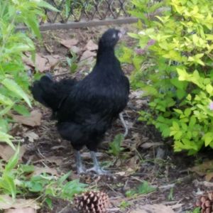Black Australorp