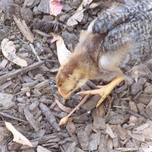 First Barnebar (Barnevelder/Cream Legbar). I love the beautiful blue green eggs from my CL's. Hoping to create a lovely olive egg....unfortunately my first small batch produced 1 male chick....good news...the sex linking appears to be working with this cross.