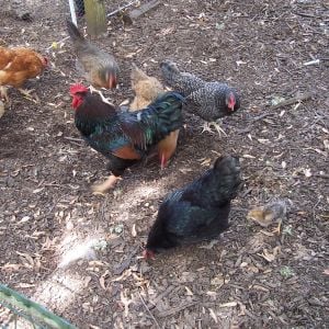 Bernard my Barnevelder roo with some of his girls