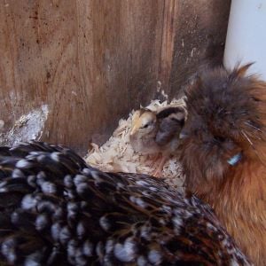 2nd Barnevelder/CL....looks to be a boy as well :/