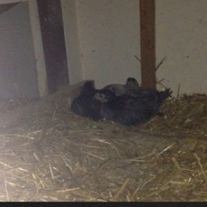 Started on the roosts but ended up on floor of coop where their brooder used to be.