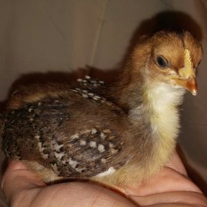 Speckled Sussex