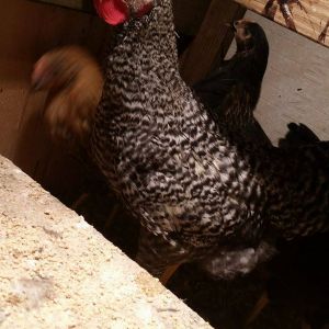 This is a two month old chicken which was supposed to be a pullet but considering the comb and the what seems to be crowing, so can anyone tell if this is a rooster or a pullet or must I wait longer to know?