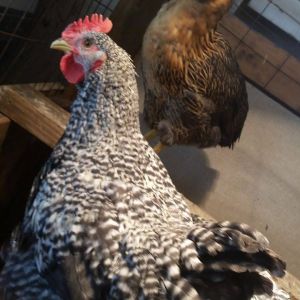 Same chicken