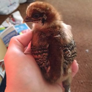 This is Ohh the first Silkie/EE cross breed it was born 4/12/16. I'll post more pics later. has 5 toes on both feet.