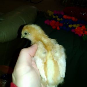 This is Oddball. born 5/07/16. it has one foot with 5 toes and one foot with 4 toes. Silkie/EE cross breed.