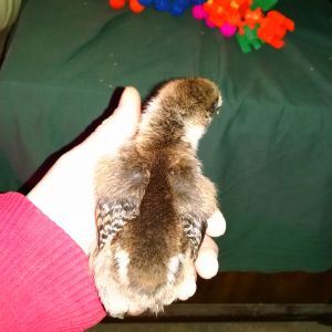 Unnamed chick going to a friend when it is 5 weeks old.  Silkie/EE cross breed, born 5/07/16.  has one foot with 5 toes and one foot with 4 toes.