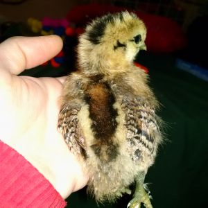 Johnny #5 was born on 5/07/16. Silkie/EE cross, 5 toes on one foot and 4 on other.