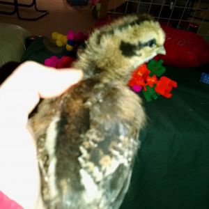 Unnamed chick 2  going to a friend. Silkie/EE cross breed. 5 toes on both feet.