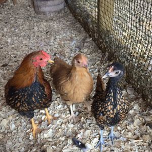 My bantam trio at 15 weeks old- Golden laced Wyandotte rooster, Buff Orpington pullet, and Sebright pullet
