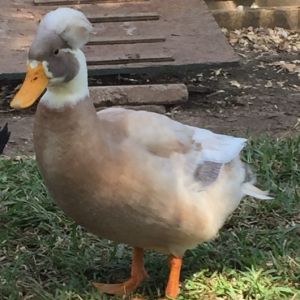 My fawn and white crested drake, "Nibbles" at 15 weeks old. He turned out to be such a handsome boy.