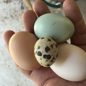 Eggs: Golden Sex Link, White Jersey Giant, Easter Egger, Coturnix quail