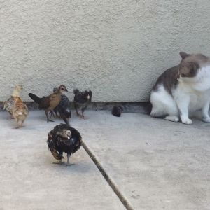 My cat Kaboodle looking like he is being hasseled being so close to the chicks lol