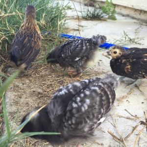 The first 4 chicks... Got the two crested about a week later. These are probably 3-4wks old here.