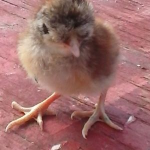 A toppy chick, with a huge poof on her head. Soooo cute!!!