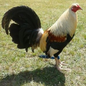 Our oldest brood rooster,Chuck. He is such a sweety.