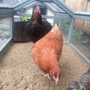 Valerie. Rhode Rock and ruler of the roost. 

Paean. Warren Hybrid with an inquisitive nature and a great love of photobombing.