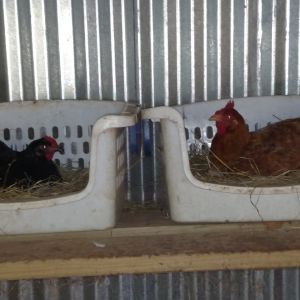 Unexpectedly, 2 hens started sitting.  Just thought I was busy.